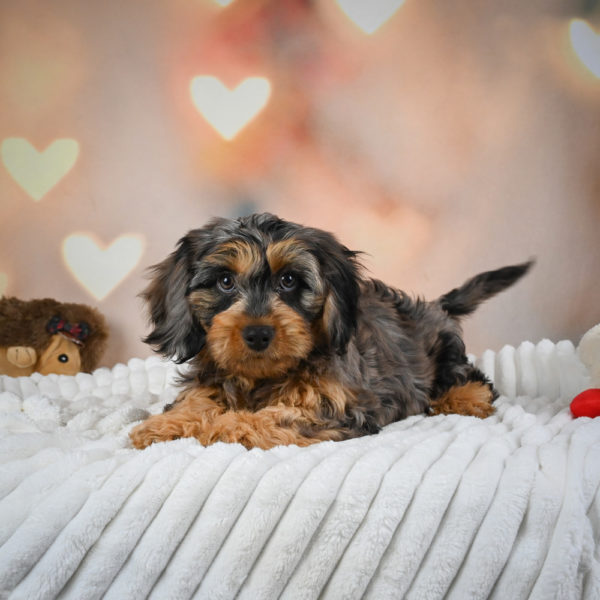 F1 Cavapoo Puppy for Sale