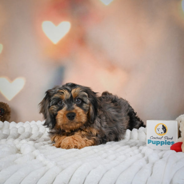 F1 Cavapoo Puppy for Sale