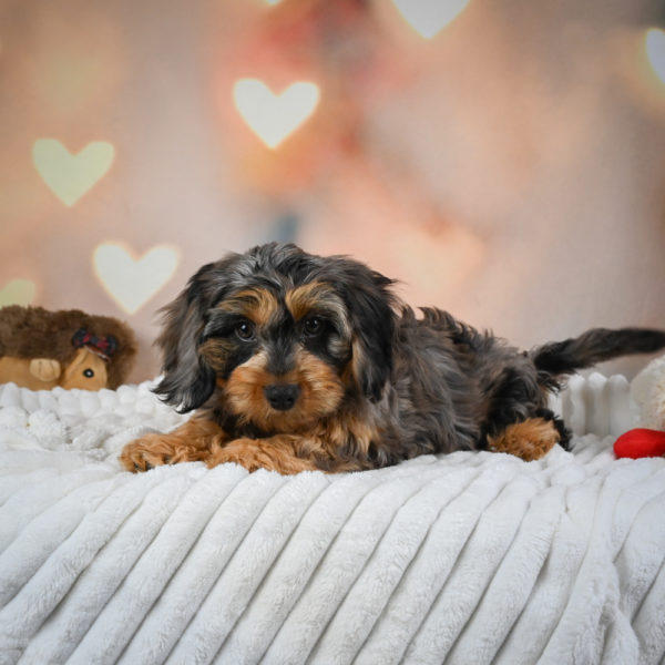 F1 Cavapoo Puppy for Sale