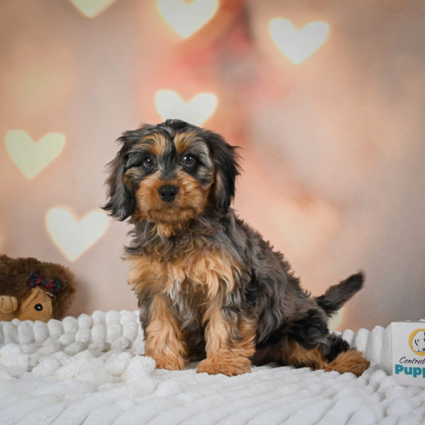 F1 Cavapoo Puppy for Sale