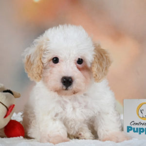 F1 Poochon Puppy for Sale