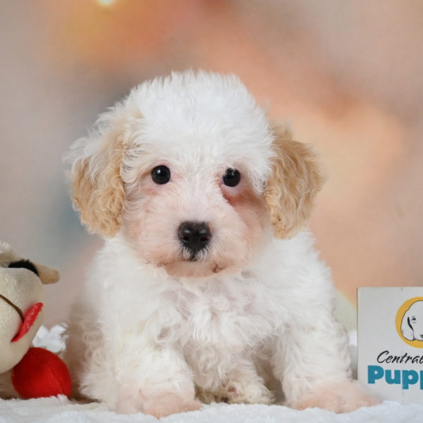 F1 Poochon Puppy for Sale