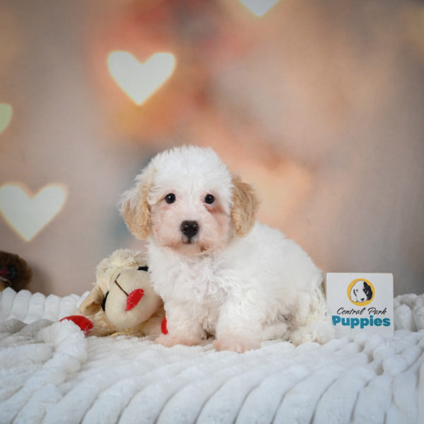 F1 Poochon Puppy for Sale