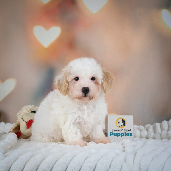 F1 Poochon Puppy for Sale