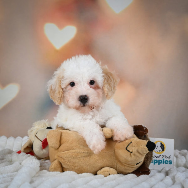 F1 Poochon Puppy for Sale
