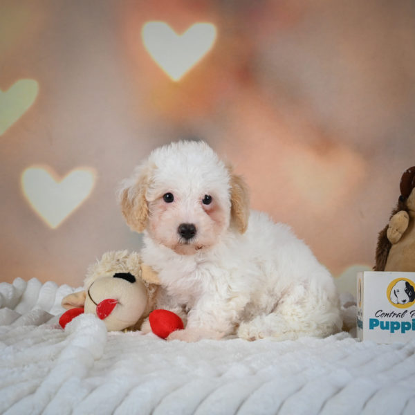 F1 Poochon Puppy for Sale