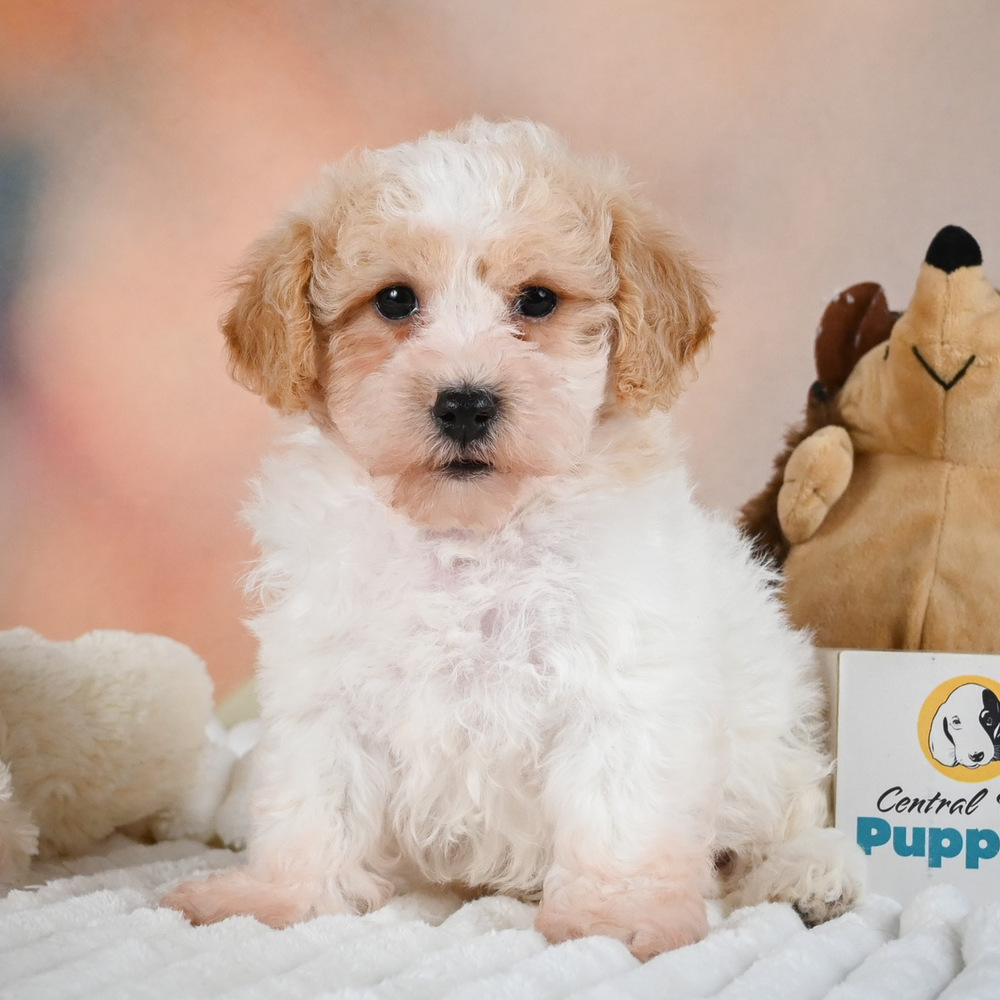 F1 Poochon Puppy for Sale in NYC