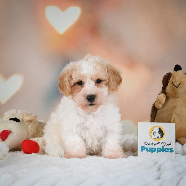 F1 Poochon Puppy for Sale
