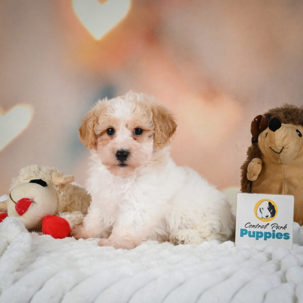 F1 Poochon Puppy for Sale