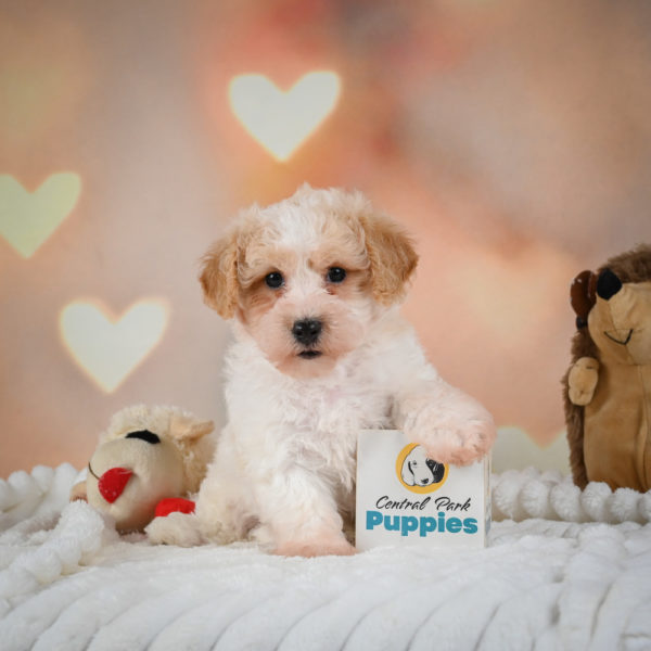 F1 Poochon Puppy for Sale