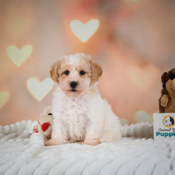 F1 Poochon Puppy for Sale
