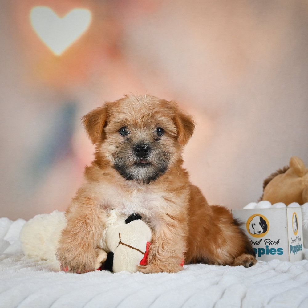 F1 Morkie Puppy for Sale in NYC
