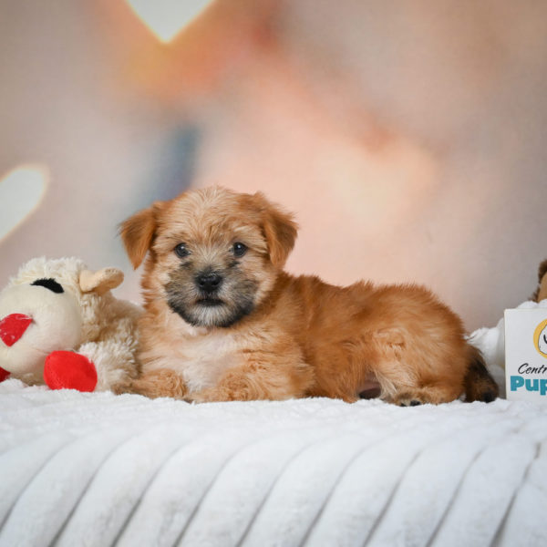 F1 Morkie Puppy for Sale