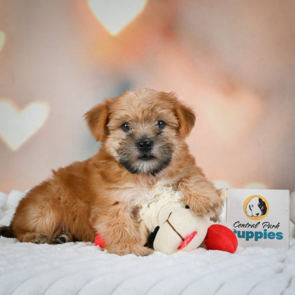 F1 Morkie Puppy for Sale
