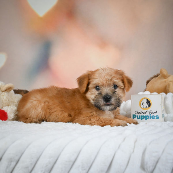 F1 Morkie Puppy for Sale