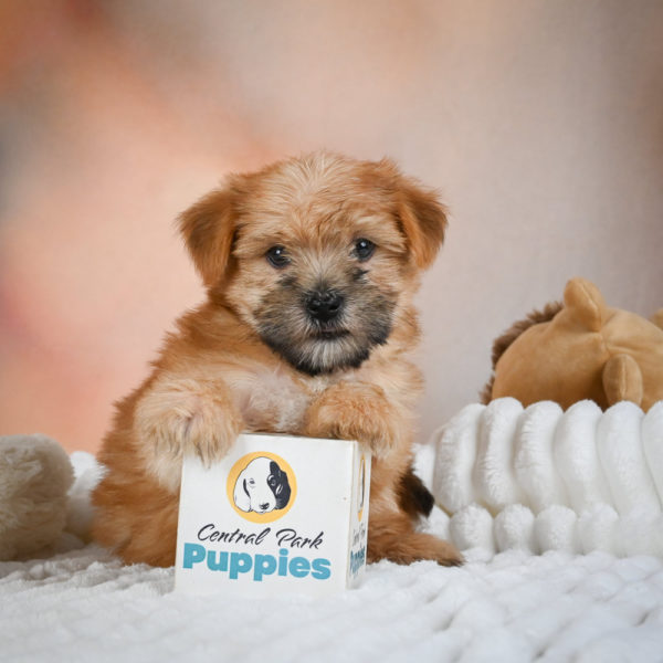 F1 Morkie Puppy for Sale