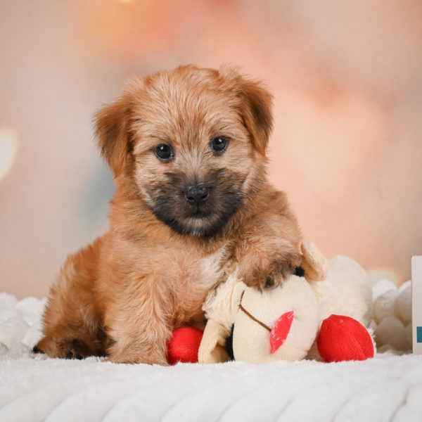 F1 Morkie Puppy for Sale