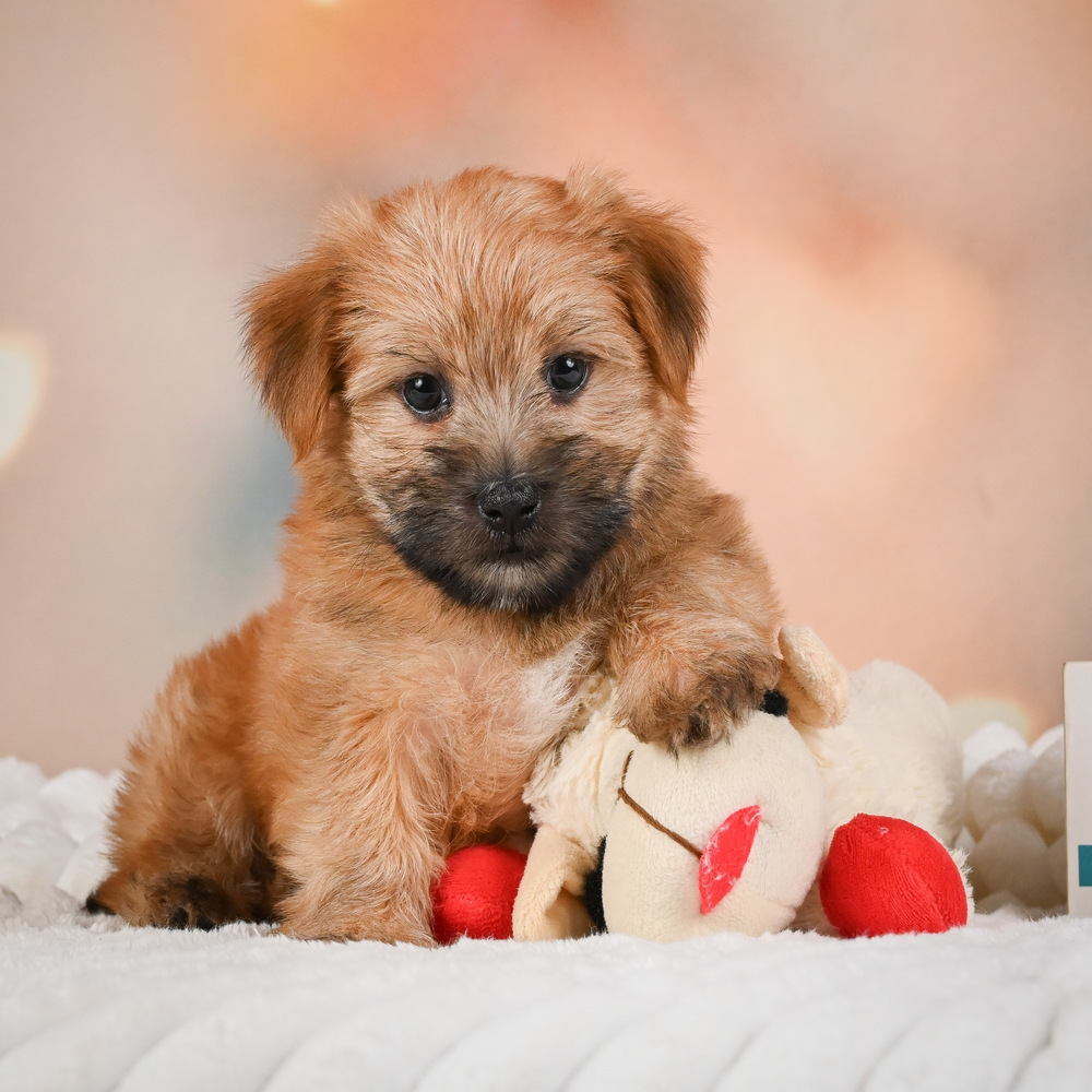 F1 Morkie Puppy for Sale in NYC