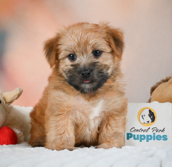 F1 Morkie Puppy for Sale