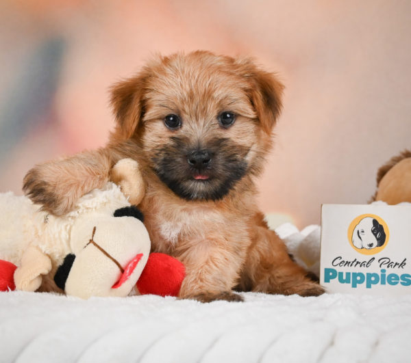F1 Morkie Puppy for Sale