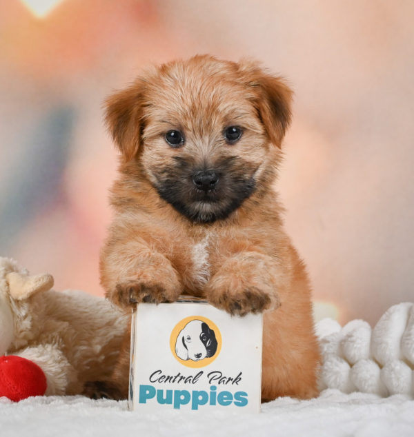 F1 Morkie Puppy for Sale