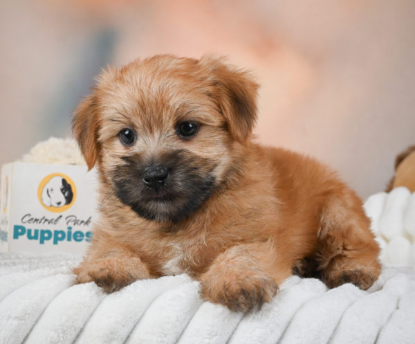 F1 Morkie Puppy for Sale
