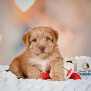 F1 Morkie Puppy for Sale