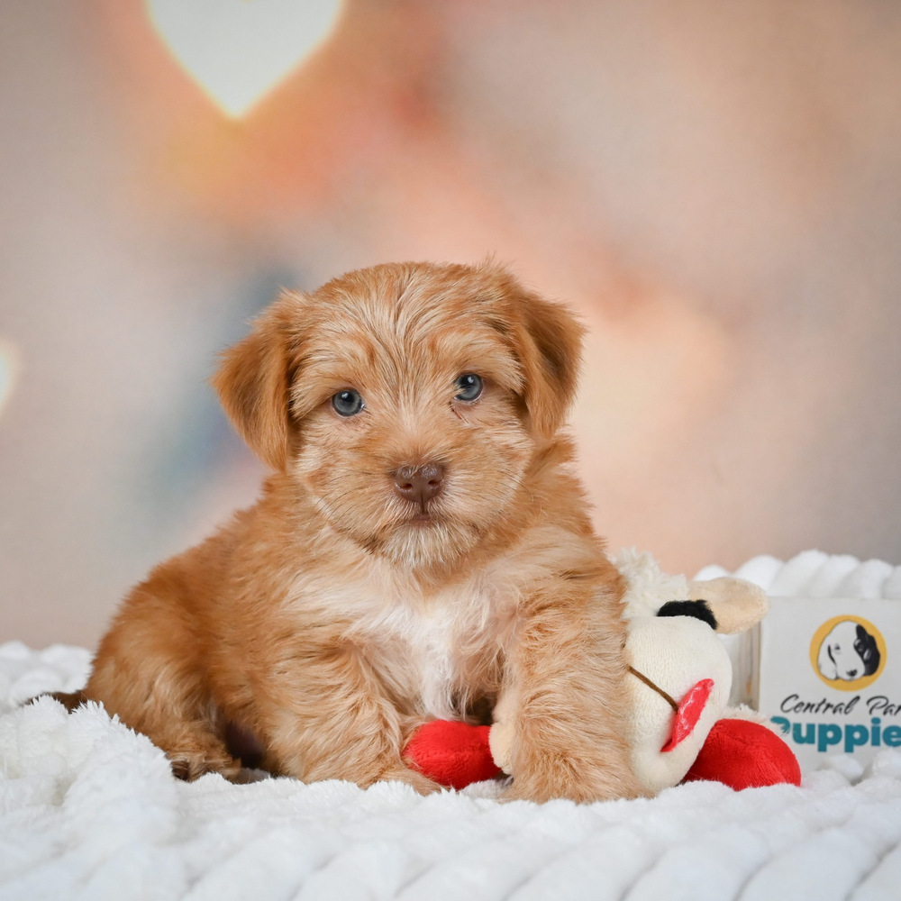 F1 Morkie Puppy for Sale in NYC