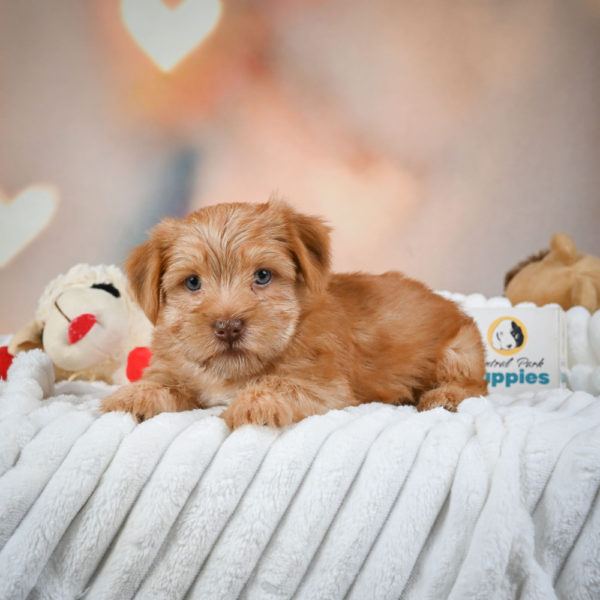 F1 Morkie Puppy for Sale