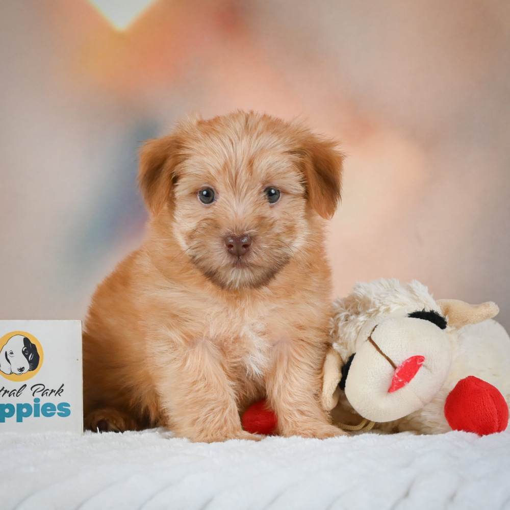 F1 Morkie Puppy for Sale in NYC