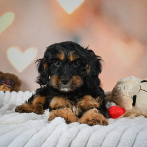 F1 Cavapoo Puppy for Sale