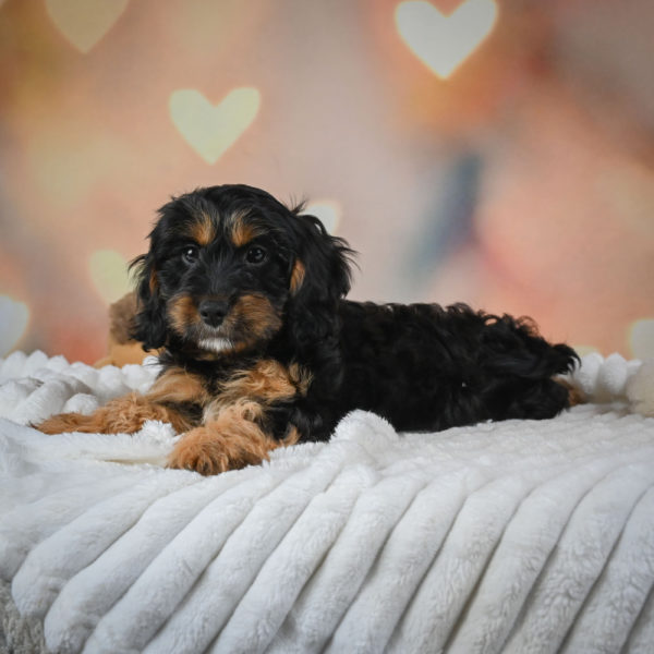 F1 Cavapoo Puppy for Sale