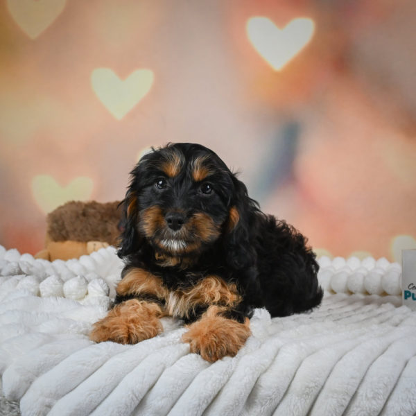 F1 Cavapoo Puppy for Sale
