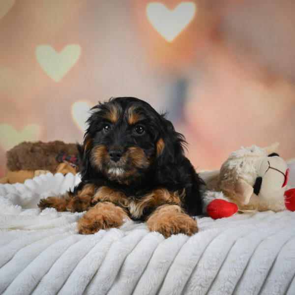 F1 Cavapoo Puppy for Sale