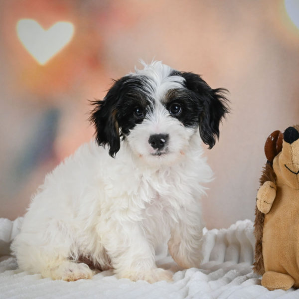 F1 Cavapoo Puppy for Sale