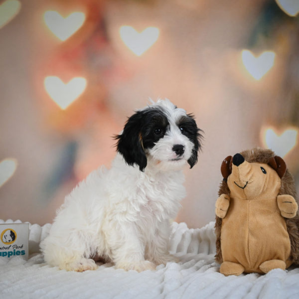 F1 Cavapoo Puppy for Sale