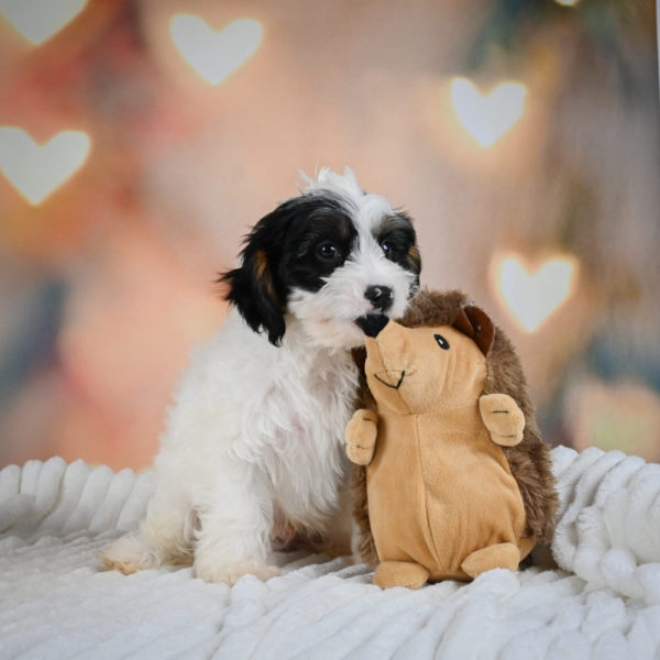 F1 Cavapoo Puppy for Sale