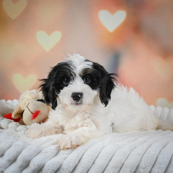 F1 Cavapoo Puppy for Sale
