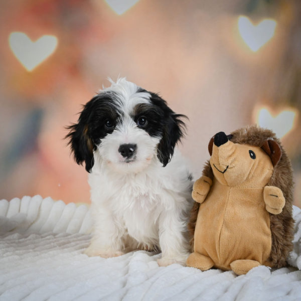 F1 Cavapoo Puppy for Sale