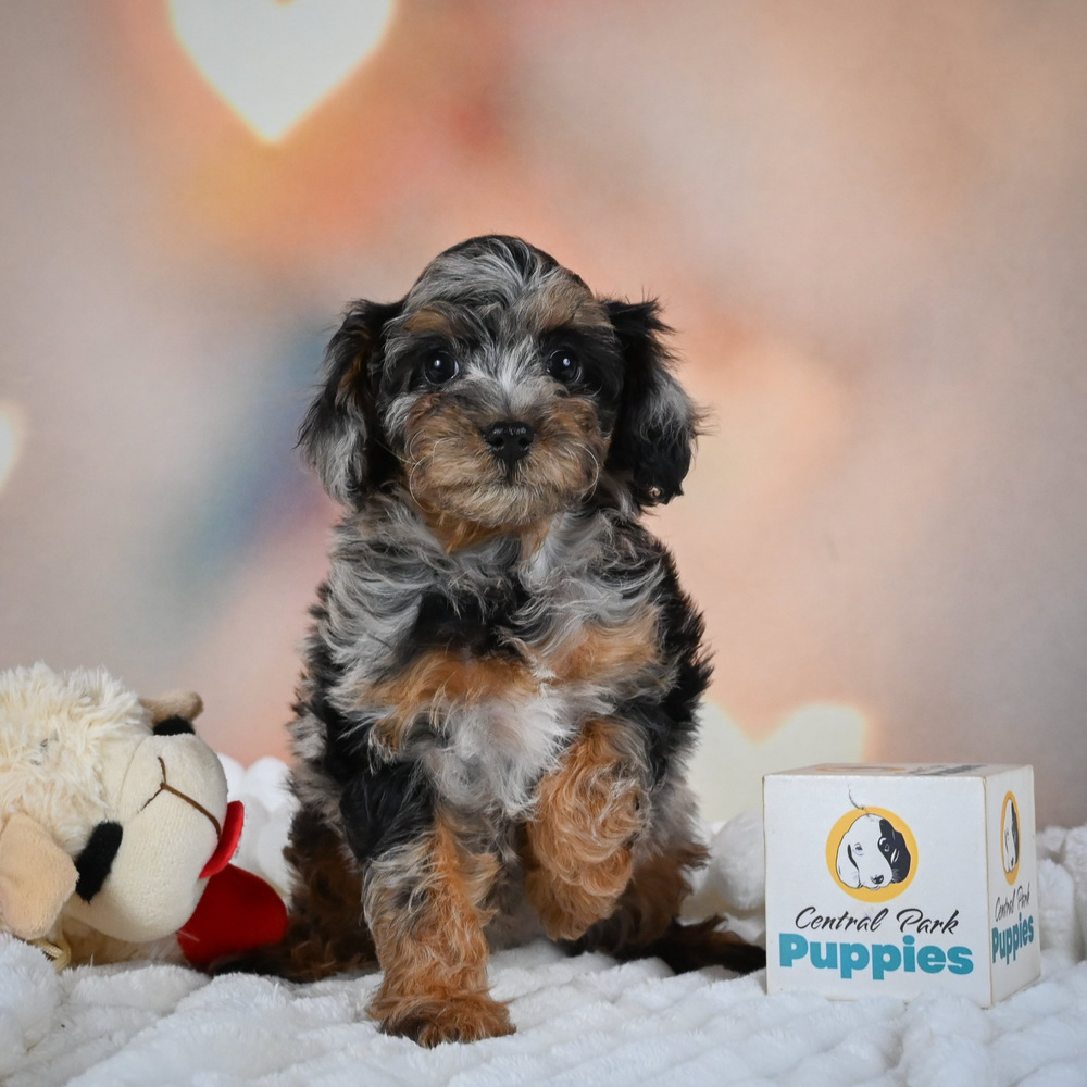 F1 Cockapoo Puppy for Sale in NYC