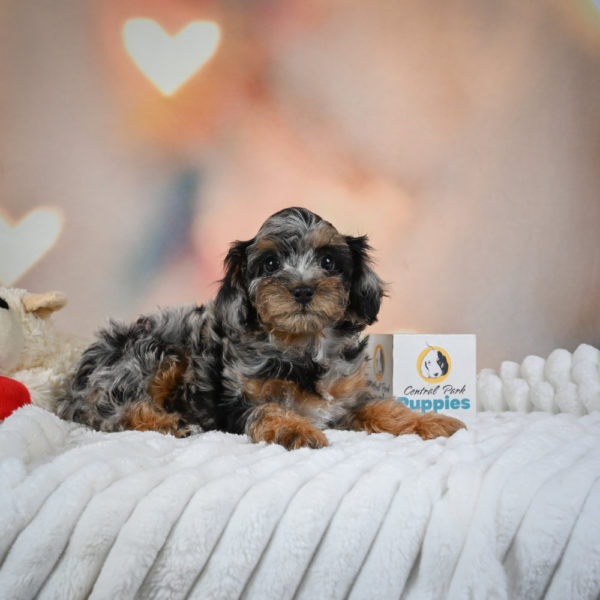 F1 Cockapoo Puppy for Sale