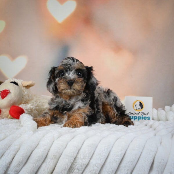 F1 Cockapoo Puppy for Sale