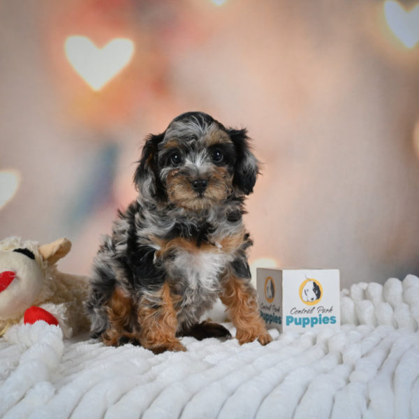 F1 Cockapoo Puppy for Sale