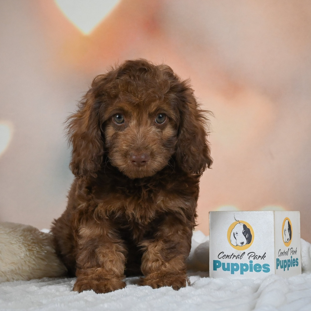 F1 Cockapoo Puppy for Sale in NYC