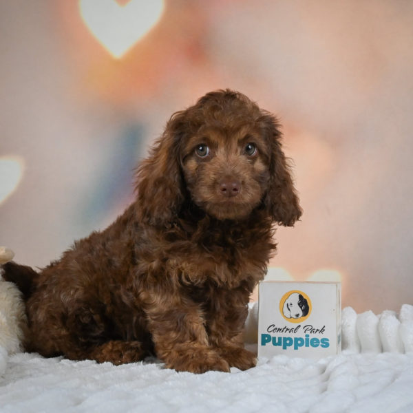 F1 Cockapoo Puppy for Sale