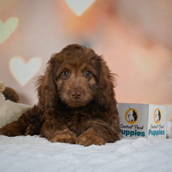 F1 Cockapoo Puppy for Sale