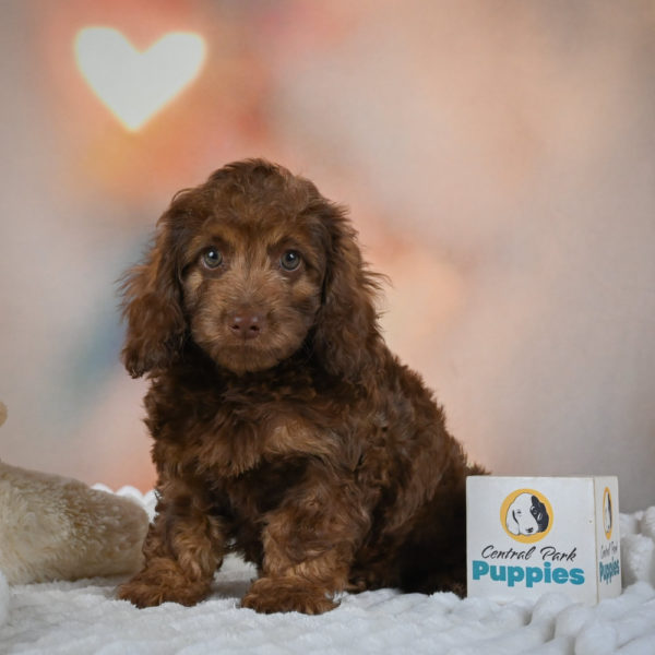 F1 Cockapoo Puppy for Sale