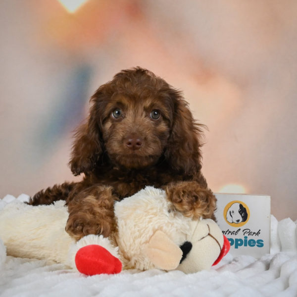 F1 Cockapoo Puppy for Sale