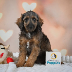 F1 Cockapoo Puppy for Sale