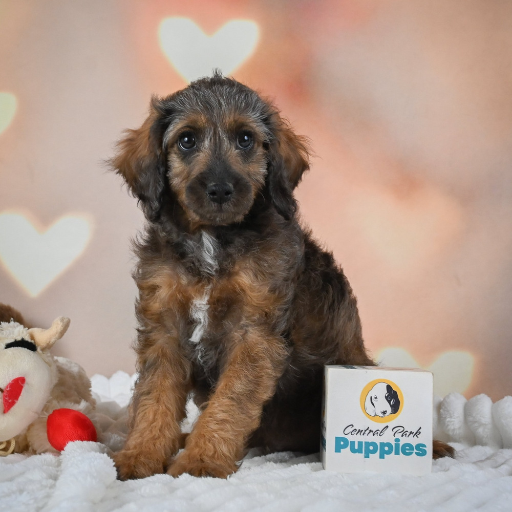 F1 Cockapoo Puppy for Sale in NYC